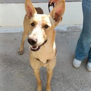Ronny, male young Mixed Breed for adoption at SVPAP Valencia, Valencia