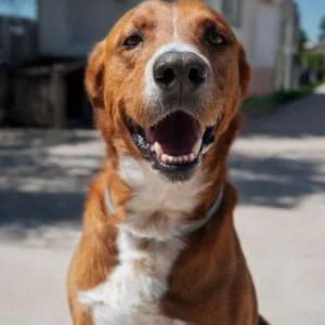 Ranma, male 5yo Mixed Breed for adoption at SVPAP Valencia, Valencia