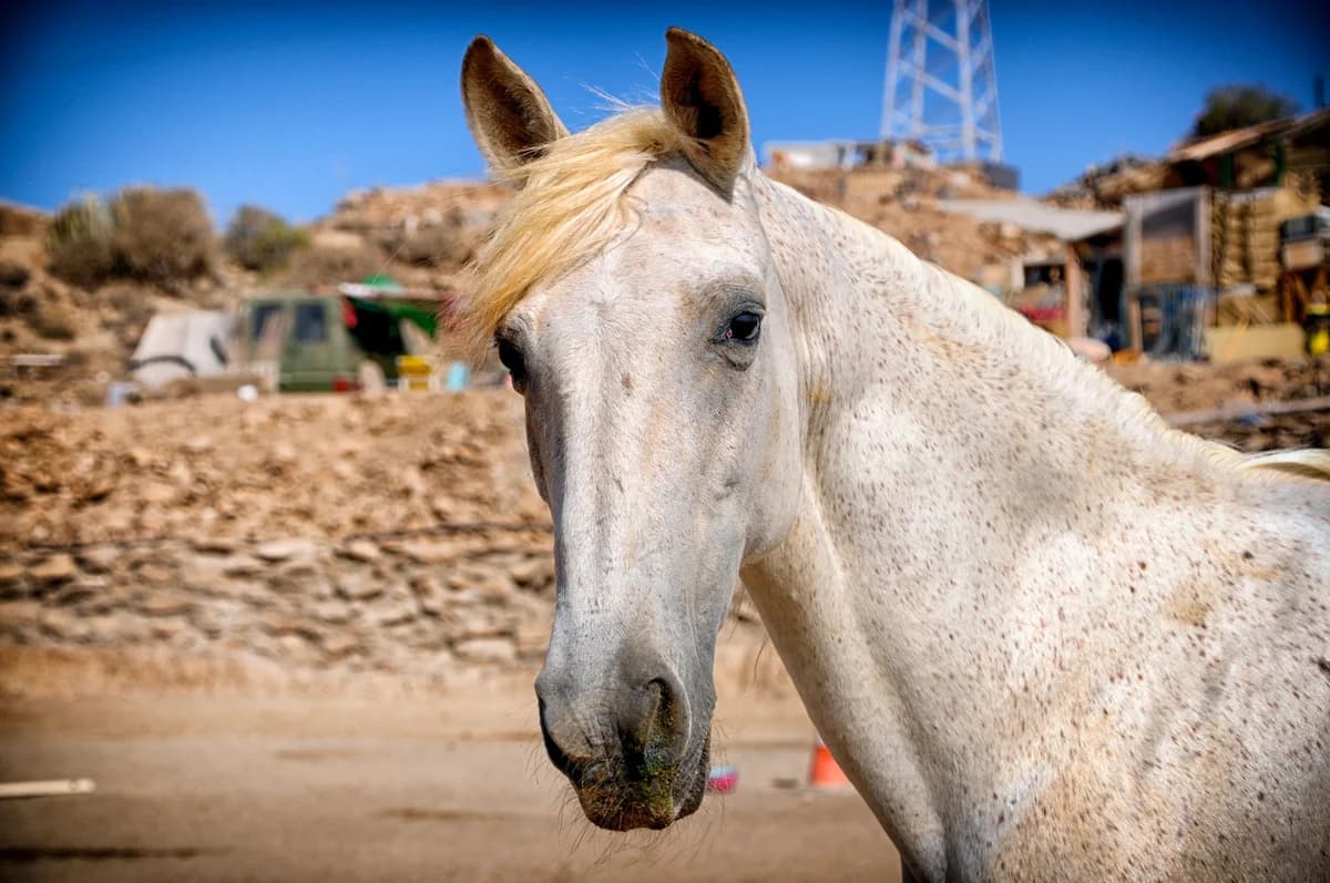 Whiteboy, Mixed Breed for adoption at Tenerife Animal Sanctuary, Santa Cruz de Tenerife