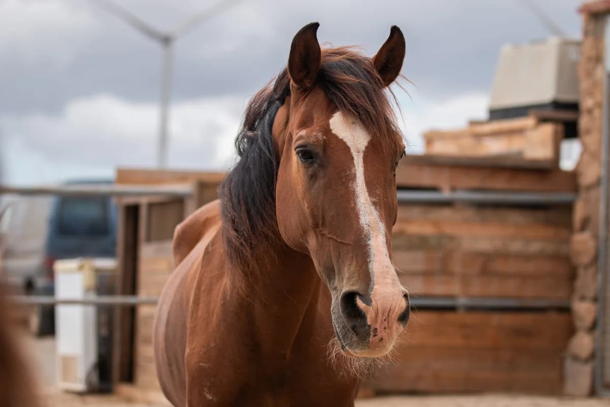 Geronimo, Mixed Breed for adoption at Tenerife Animal Sanctuary, Santa Cruz de Tenerife