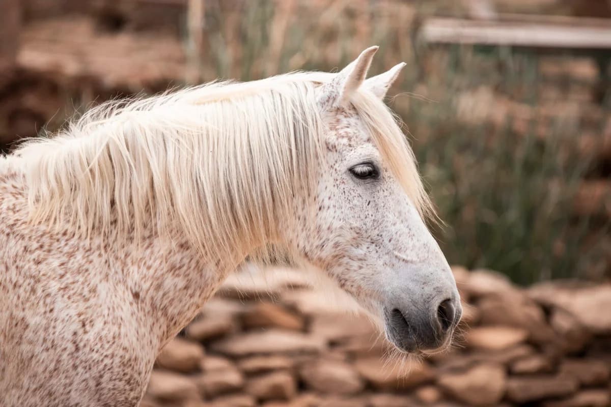 Capri, Mixed Breed for adoption at Tenerife Animal Sanctuary, Santa Cruz de Tenerife