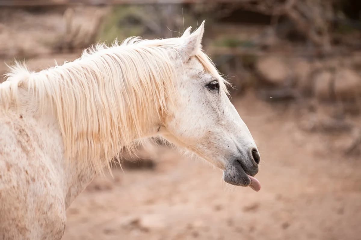 Galan, Mixed Breed for adoption at Tenerife Animal Sanctuary, Santa Cruz de Tenerife