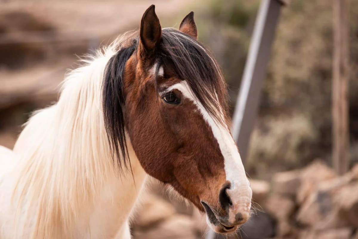 Shanty, Mixed Breed for adoption at Tenerife Animal Sanctuary, Santa Cruz de Tenerife