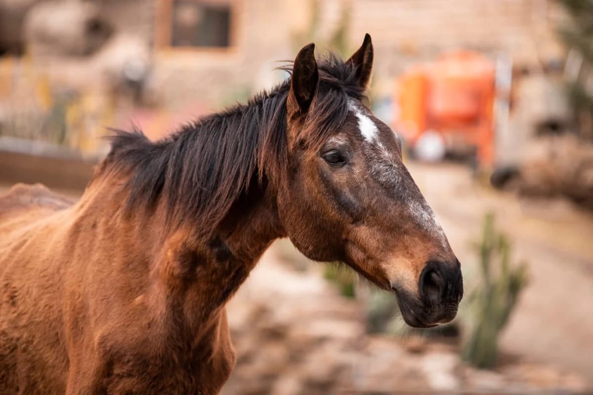 Nella, Mixed Breed for adoption at Tenerife Animal Sanctuary, Santa Cruz de Tenerife