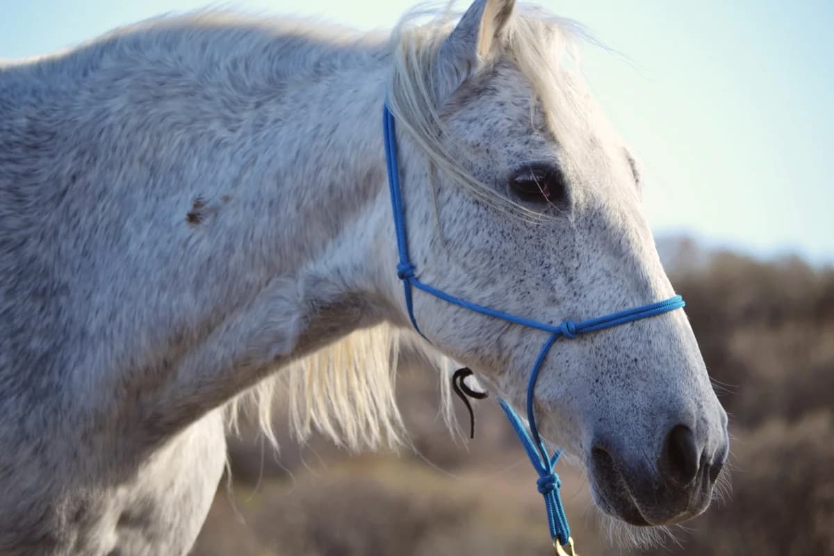 Margarita, Mixed Breed for adoption at Tenerife Animal Sanctuary, Santa Cruz de Tenerife