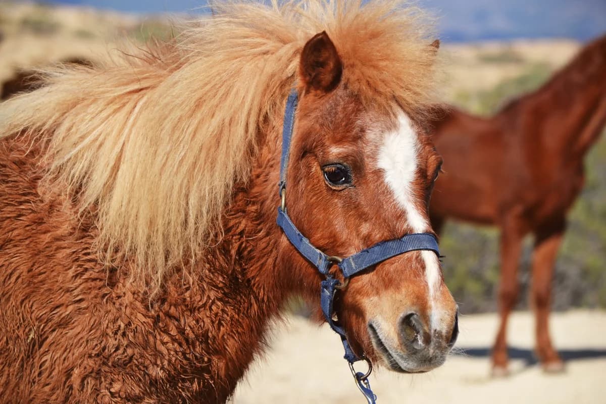 Elvis, Mixed Breed for adoption at Tenerife Animal Sanctuary, Santa Cruz de Tenerife