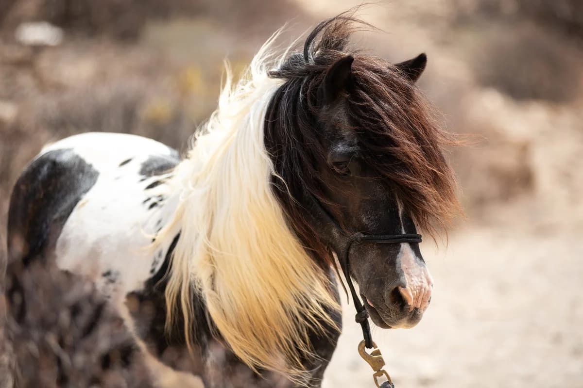 Indio, Mixed Breed for adoption at Tenerife Animal Sanctuary, Santa Cruz de Tenerife