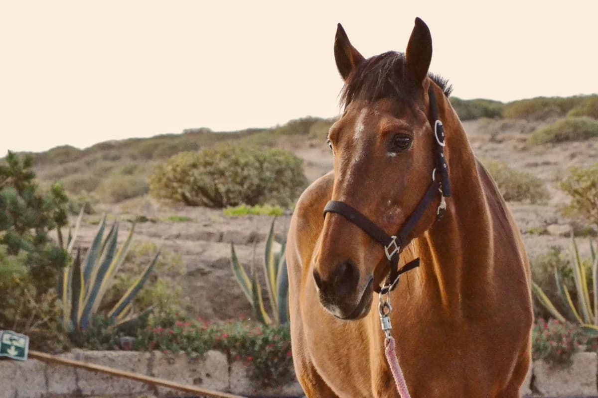Echeyde, Mixed Breed for adoption at Tenerife Animal Sanctuary, Santa Cruz de Tenerife