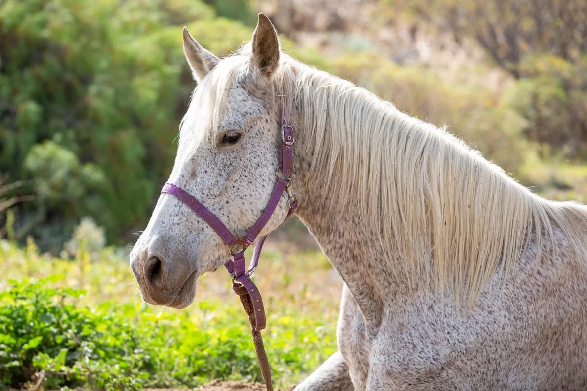 Fantasma, Mixed Breed for adoption at Tenerife Animal Sanctuary, Santa Cruz de Tenerife