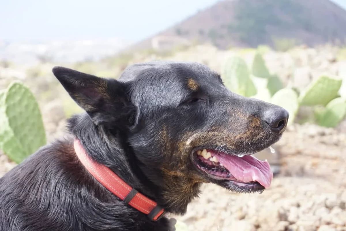 Maki, Mixed Breed for adoption at Tenerife Animal Sanctuary, Santa Cruz de Tenerife