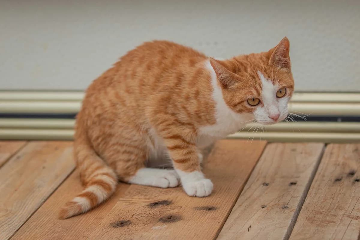 Tripod, Mixed Breed for adoption at Tenerife Animal Sanctuary, Santa Cruz de Tenerife