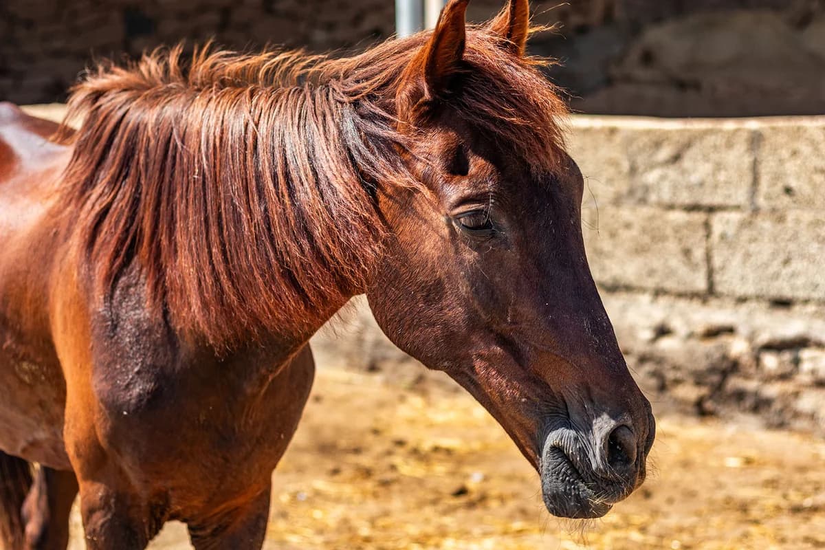 Pheonix, Mixed Breed for adoption at Tenerife Animal Sanctuary, Santa Cruz de Tenerife