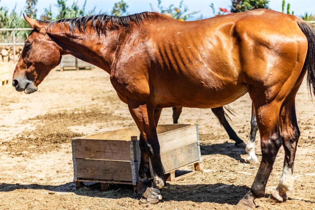 Luther, Mixed Breed for adoption at Tenerife Animal Sanctuary, Santa Cruz de Tenerife