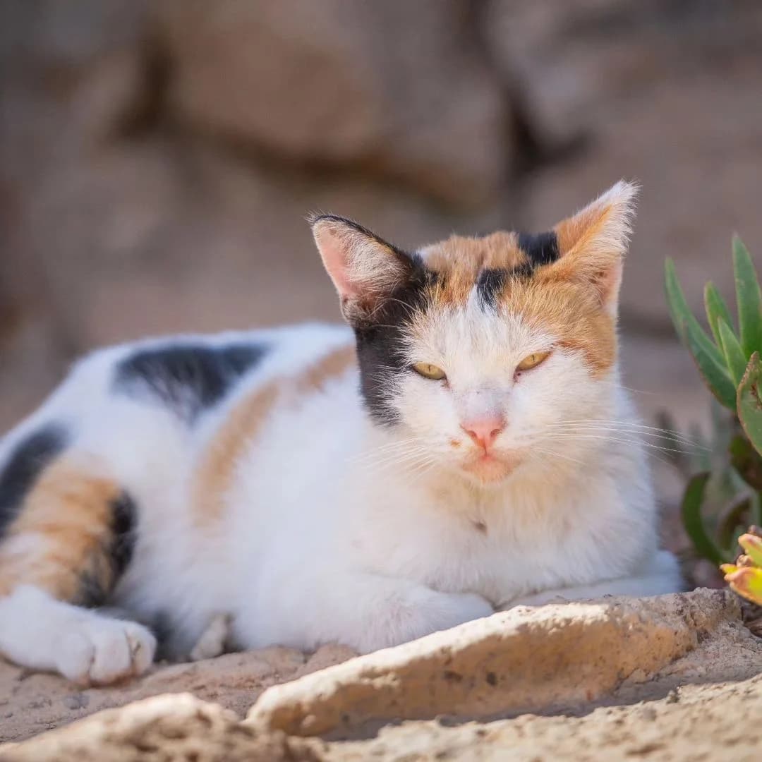 Callicat, young Mixed Breed for adoption at Tenerife Animal Sanctuary, Santa Cruz de Tenerife