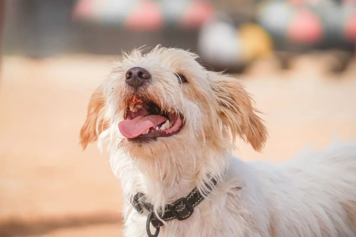 Zazu, senior Mixed Breed for adoption at Tenerife Animal Sanctuary, Santa Cruz de Tenerife