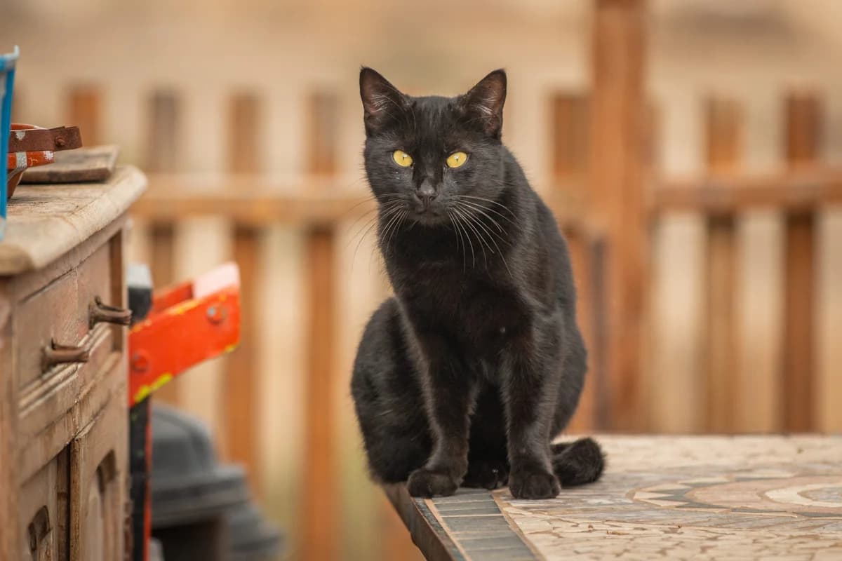 Mowgli, Mixed Breed for adoption at Tenerife Animal Sanctuary, Santa Cruz de Tenerife