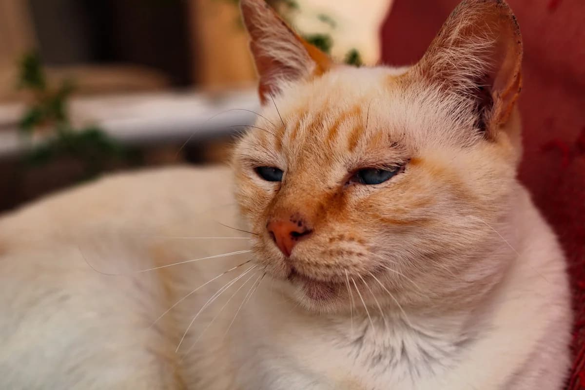 Nacho, Mixed Breed for adoption at Tenerife Animal Sanctuary, Santa Cruz de Tenerife
