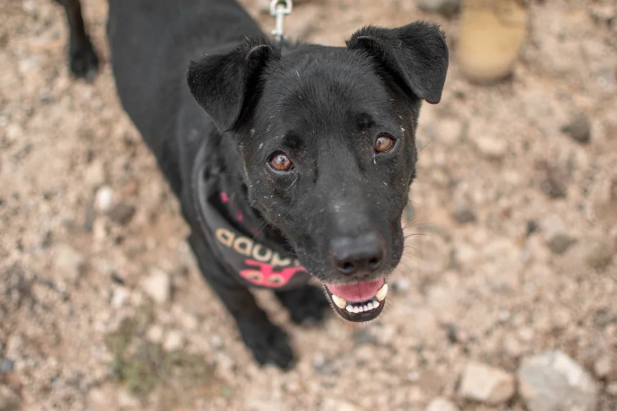 Raz, Mixed Breed for adoption at Tenerife Animal Sanctuary, Santa Cruz de Tenerife