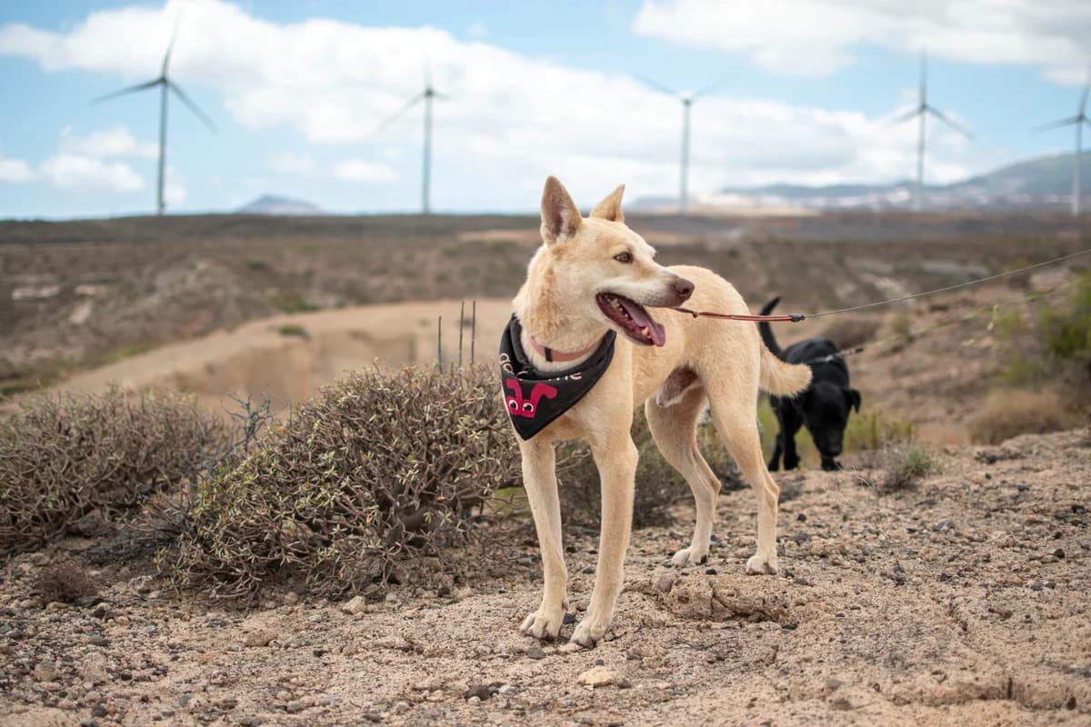 Cangoo, senior Mixed Breed for adoption at Tenerife Animal Sanctuary, Santa Cruz de Tenerife