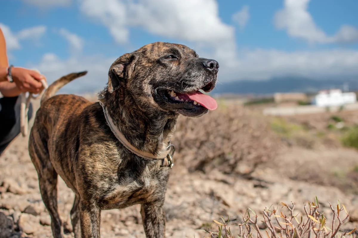 Goku, 6yo Mixed Breed for adoption at Tenerife Animal Sanctuary, Santa Cruz de Tenerife