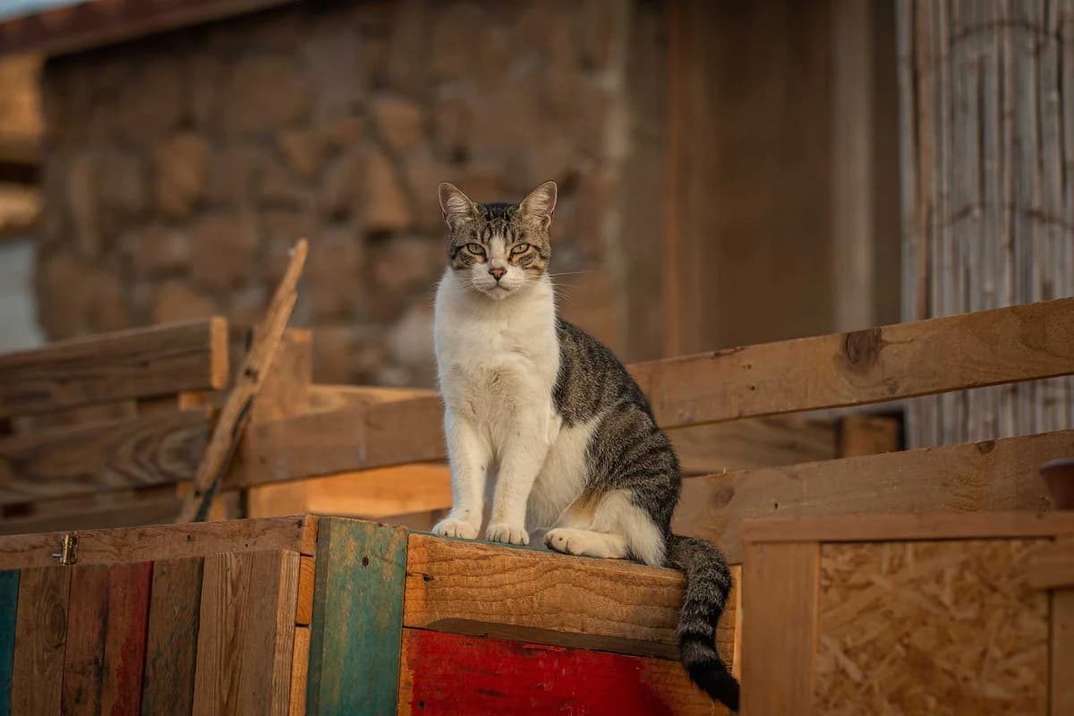 Gimli cat, Mixed Breed for adoption at Tenerife Animal Sanctuary, Santa Cruz de Tenerife