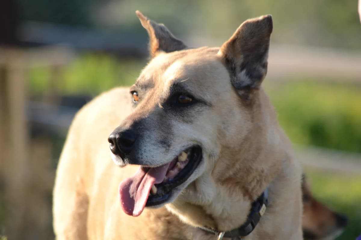 Lumpy, puppy Mixed Breed for adoption at Tenerife Animal Sanctuary, Santa Cruz de Tenerife