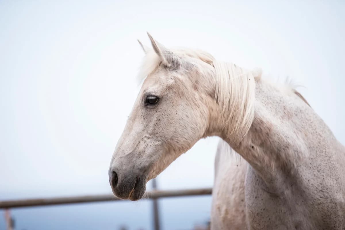 Bounty, Mixed Breed for adoption at Tenerife Animal Sanctuary, Santa Cruz de Tenerife