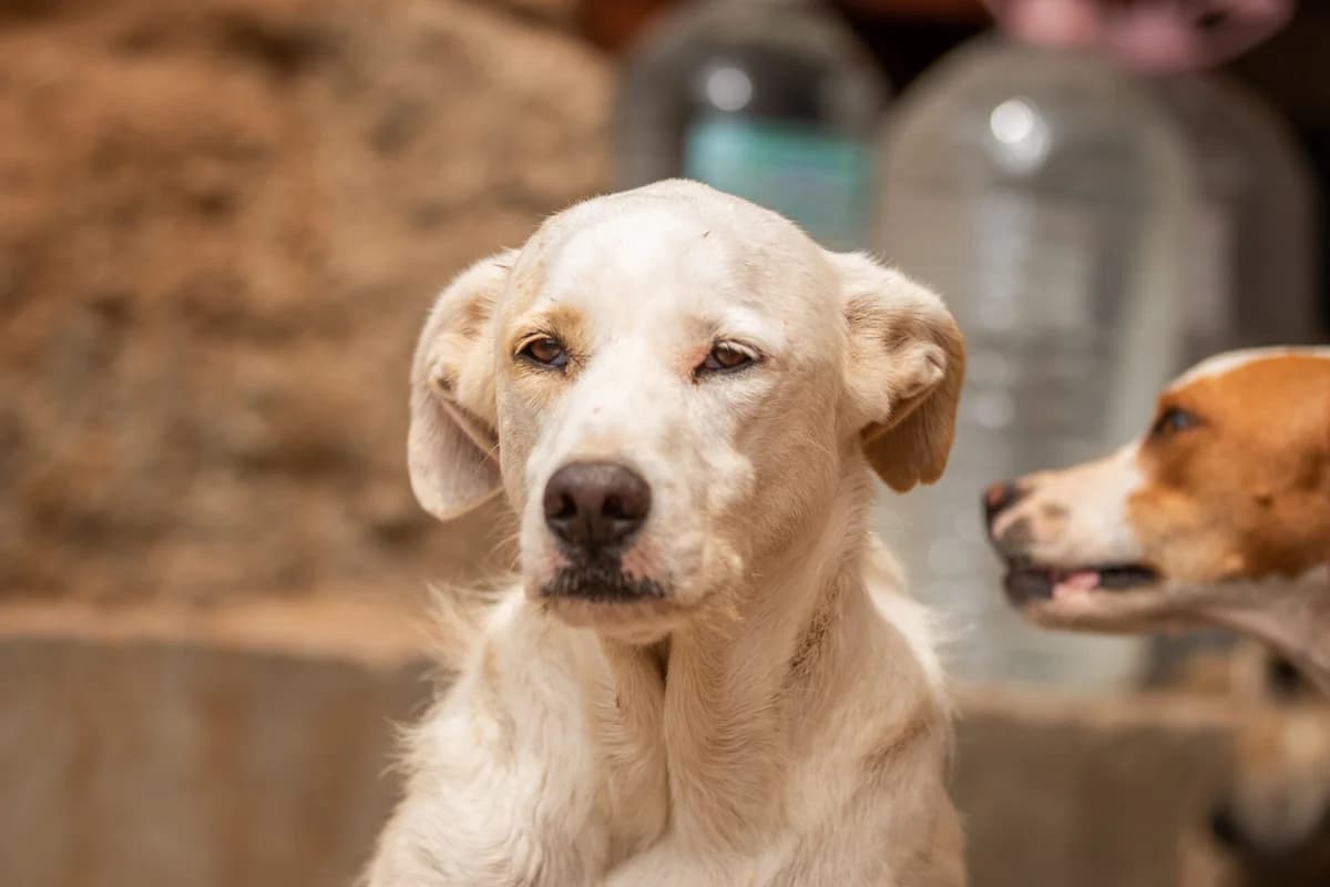 Coco Loco, Mixed Breed for adoption at Tenerife Animal Sanctuary, Santa Cruz de Tenerife