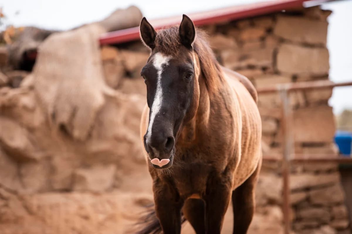Trufa Dax, Mixed Breed for adoption at Tenerife Animal Sanctuary, Santa Cruz de Tenerife