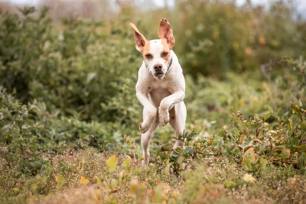 Smeagol, puppy Mixed Breed for adoption at Tenerife Animal Sanctuary, Santa Cruz de Tenerife