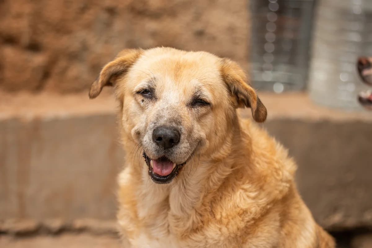 Channel, Mixed Breed for adoption at Tenerife Animal Sanctuary, Santa Cruz de Tenerife