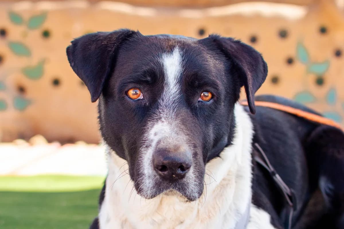 Toby, Mixed Breed for adoption at Tenerife Animal Sanctuary, Santa Cruz de Tenerife