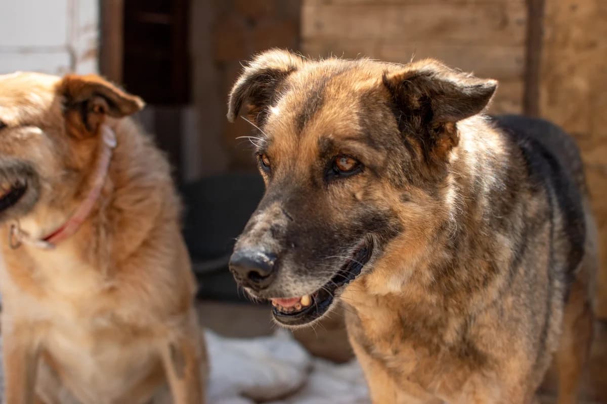 Rex, Mixed Breed for adoption at Tenerife Animal Sanctuary, Santa Cruz de Tenerife