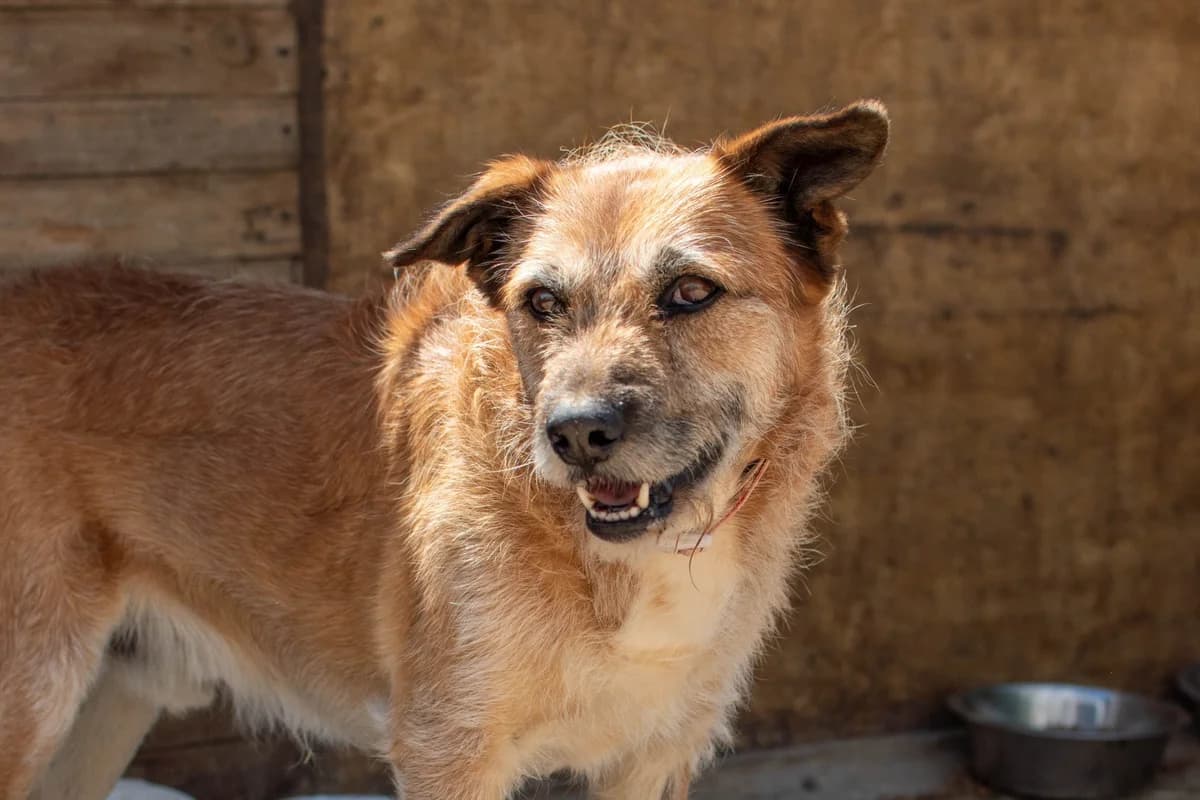 Sailor, Mixed Breed for adoption at Tenerife Animal Sanctuary, Santa Cruz de Tenerife
