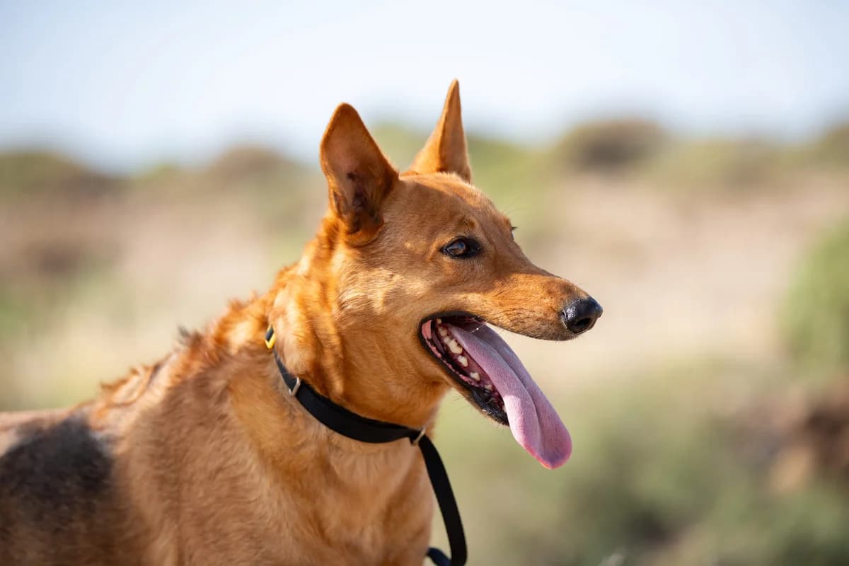 Doggy, Mixed Breed for adoption at Tenerife Animal Sanctuary, Santa Cruz de Tenerife