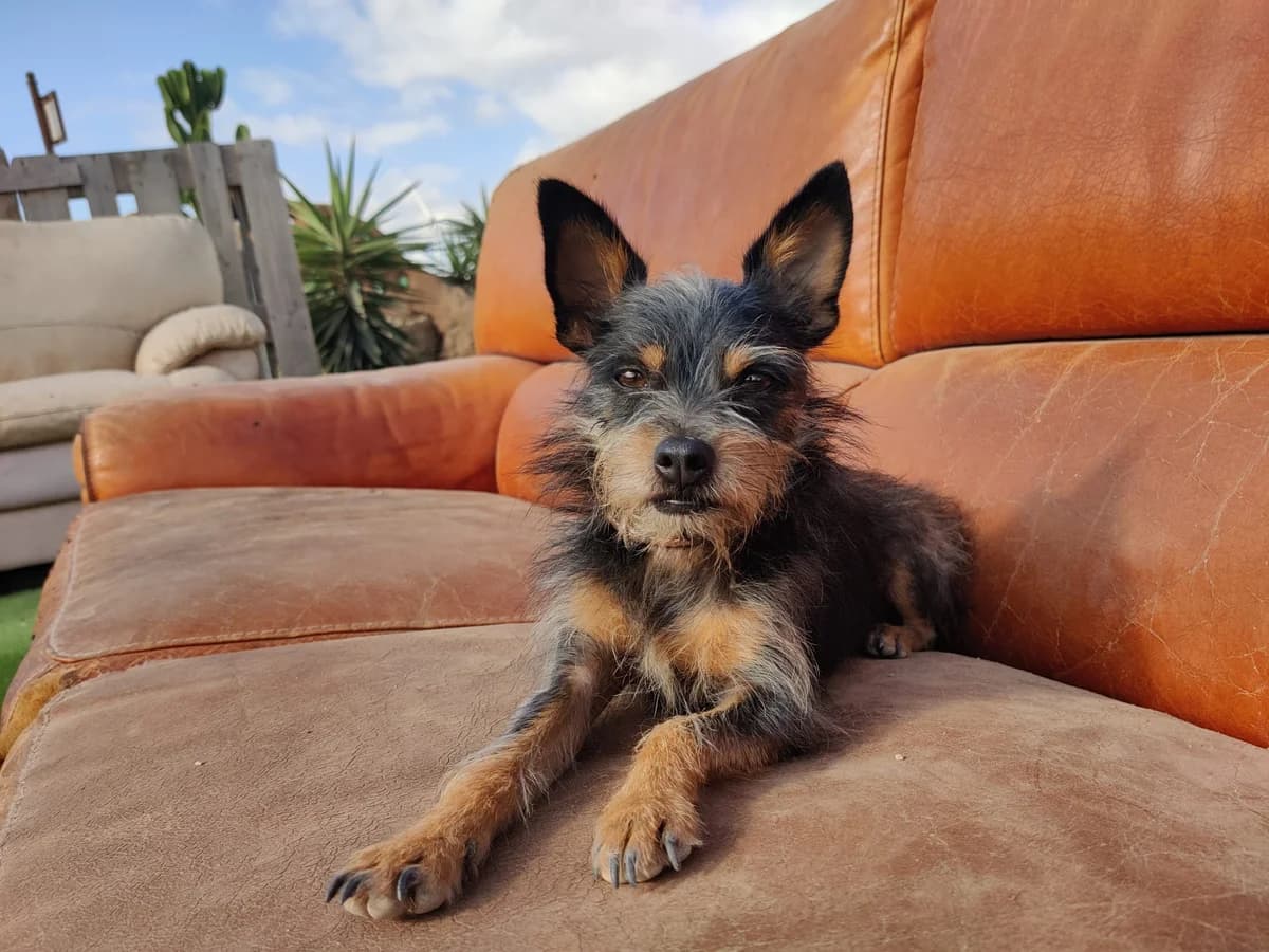 Sir Didymus, 4yo Mixed Breed for adoption at Tenerife Animal Sanctuary, Santa Cruz de Tenerife