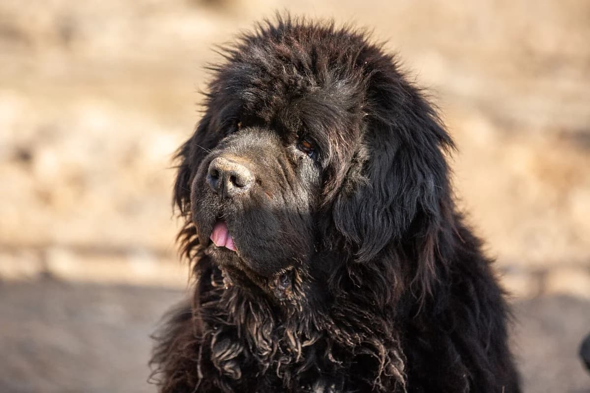 Aika, senior Mixed Breed for adoption at Tenerife Animal Sanctuary, Santa Cruz de Tenerife