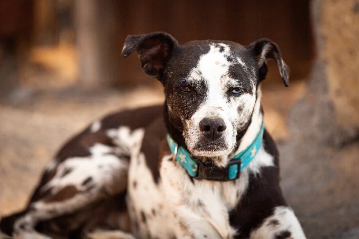 Chica, Mixed Breed for adoption at Tenerife Animal Sanctuary, Santa Cruz de Tenerife