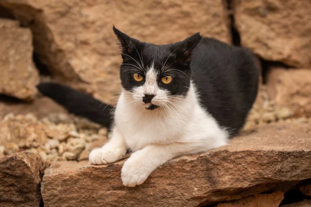 Windy, Mixed Breed for adoption at Tenerife Animal Sanctuary, Santa Cruz de Tenerife