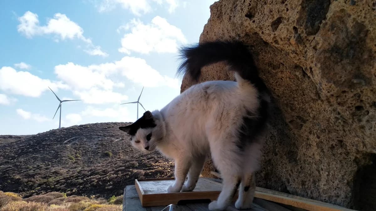 Ambo, Mixed Breed for adoption at Tenerife Animal Sanctuary, Santa Cruz de Tenerife