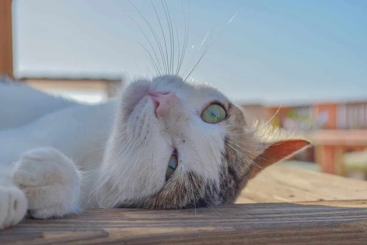 Paradise, senior Mixed Breed for adoption at Tenerife Animal Sanctuary, Santa Cruz de Tenerife