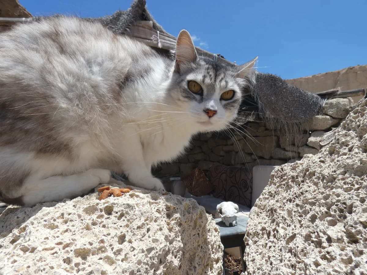 Licorice, Mixed Breed for adoption at Tenerife Animal Sanctuary, Santa Cruz de Tenerife