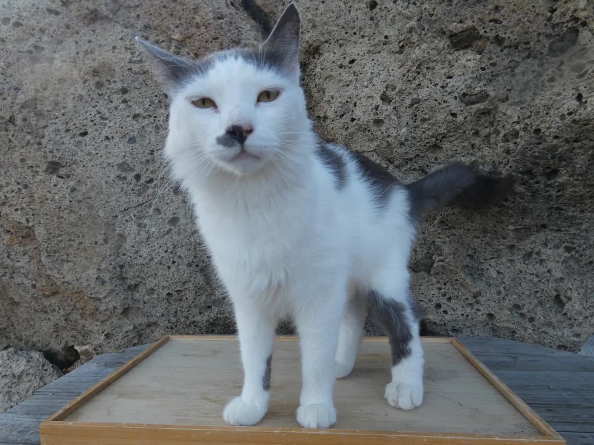 Lord Belly, Mixed Breed for adoption at Tenerife Animal Sanctuary, Santa Cruz de Tenerife