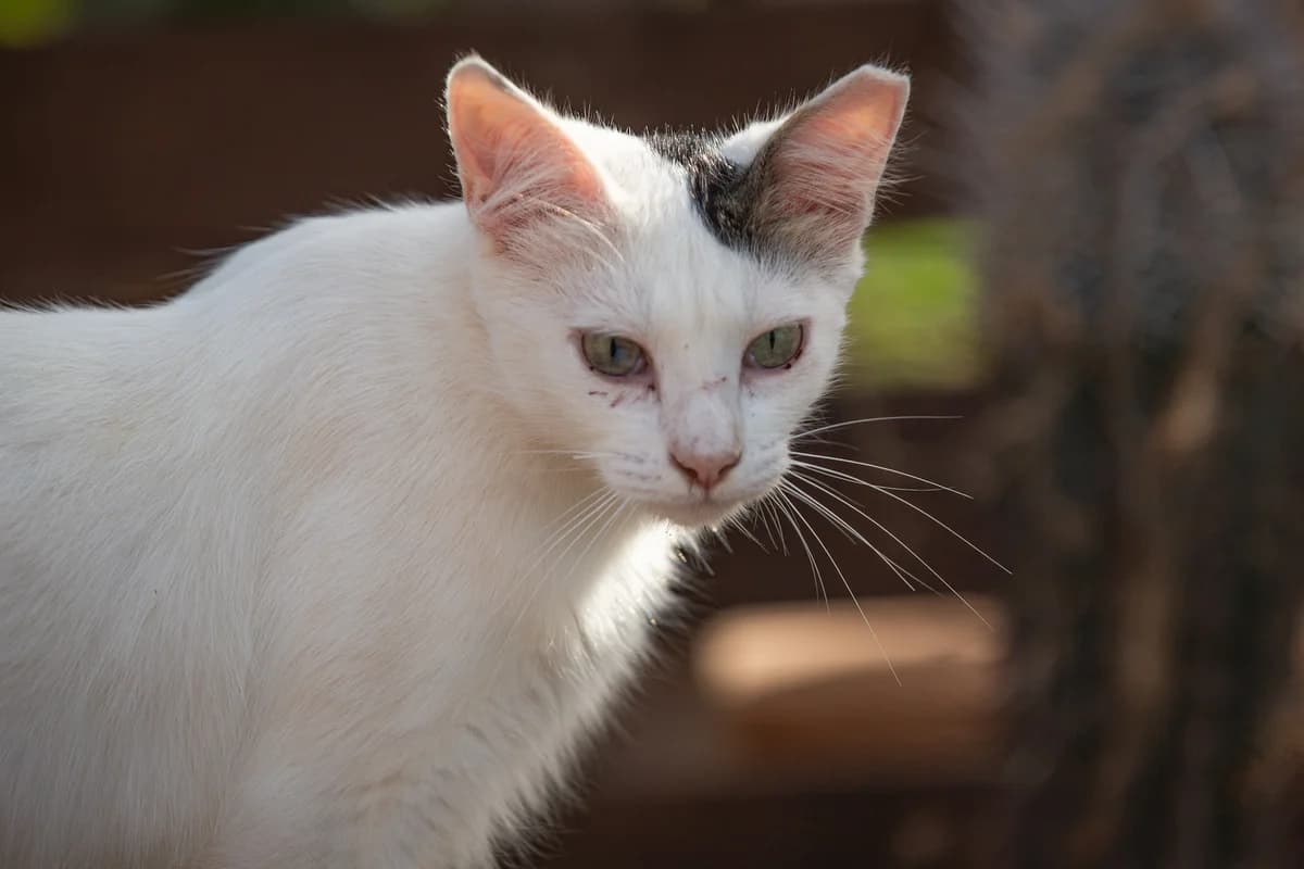 Luno, Mixed Breed for adoption at Tenerife Animal Sanctuary, Santa Cruz de Tenerife