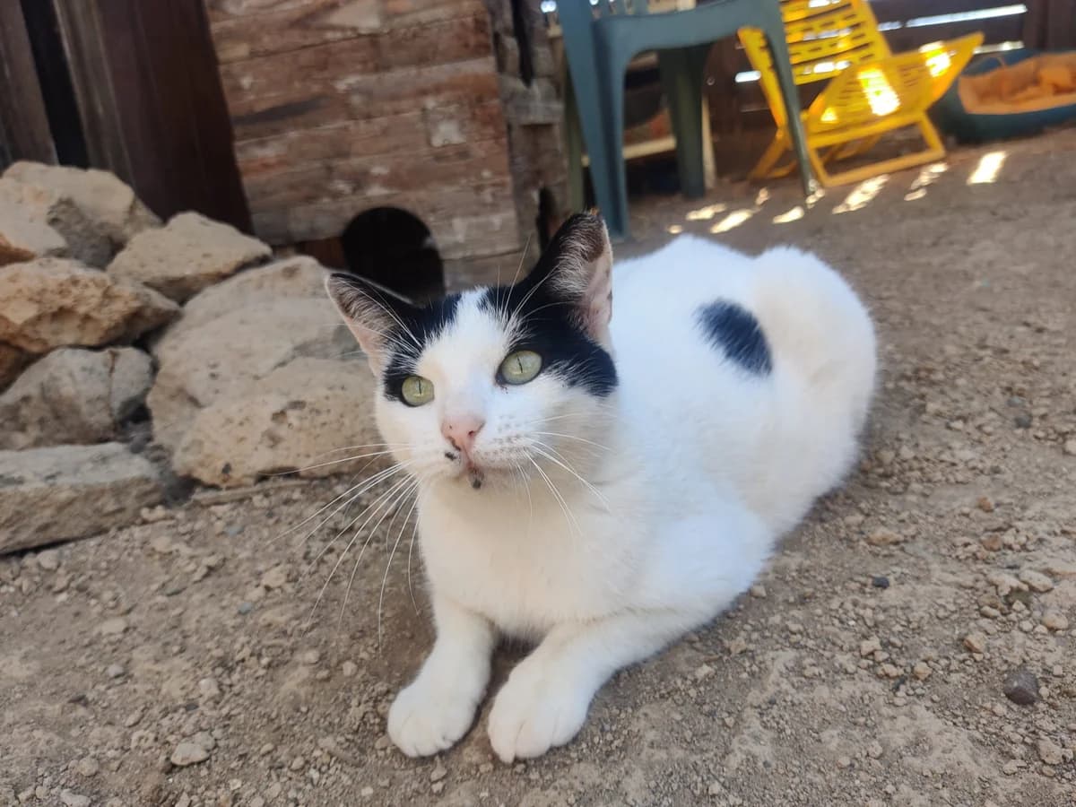 Karen, Mixed Breed for adoption at Tenerife Animal Sanctuary, Santa Cruz de Tenerife