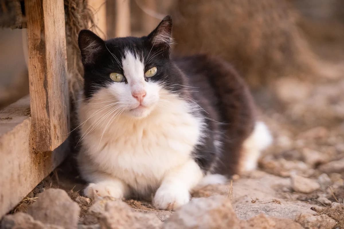Fuzzy, Mixed Breed for adoption at Tenerife Animal Sanctuary, Santa Cruz de Tenerife