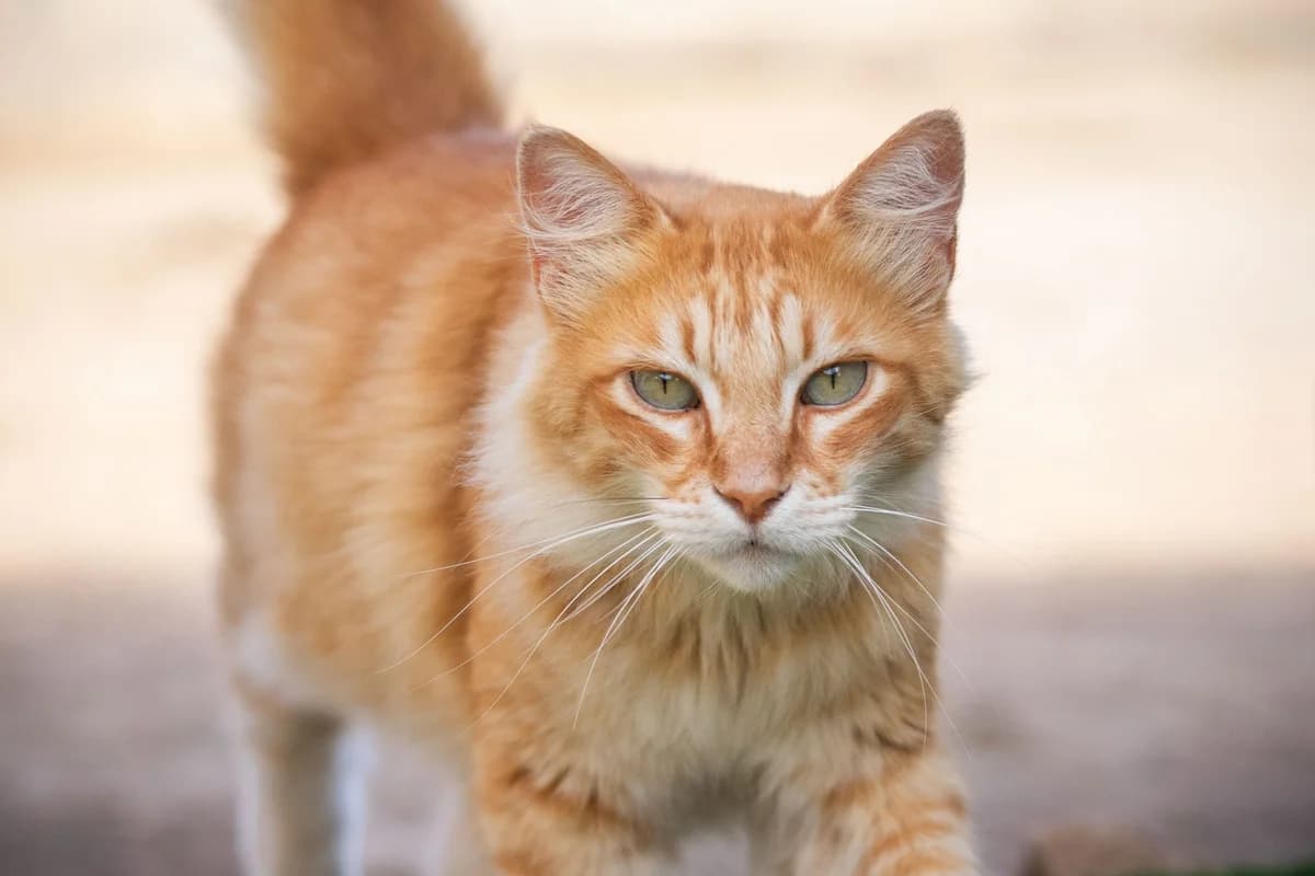 Tiggy, Mixed Breed for adoption at Tenerife Animal Sanctuary, Santa Cruz de Tenerife