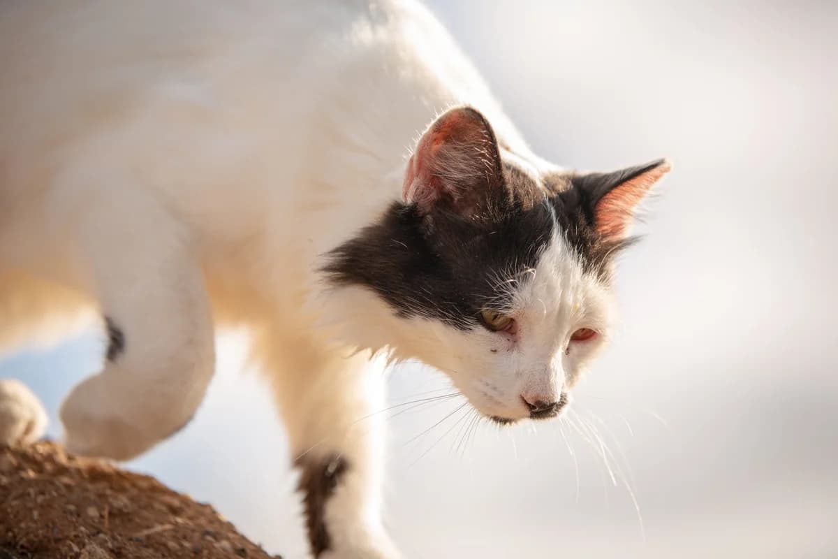Catykins, Mixed Breed for adoption at Tenerife Animal Sanctuary, Santa Cruz de Tenerife