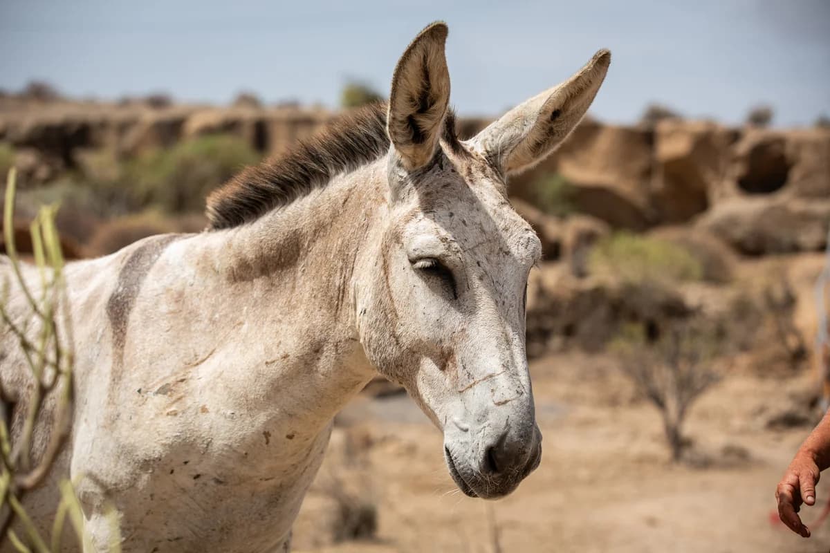 Lennon, Mixed Breed for adoption at Tenerife Animal Sanctuary, Santa Cruz de Tenerife