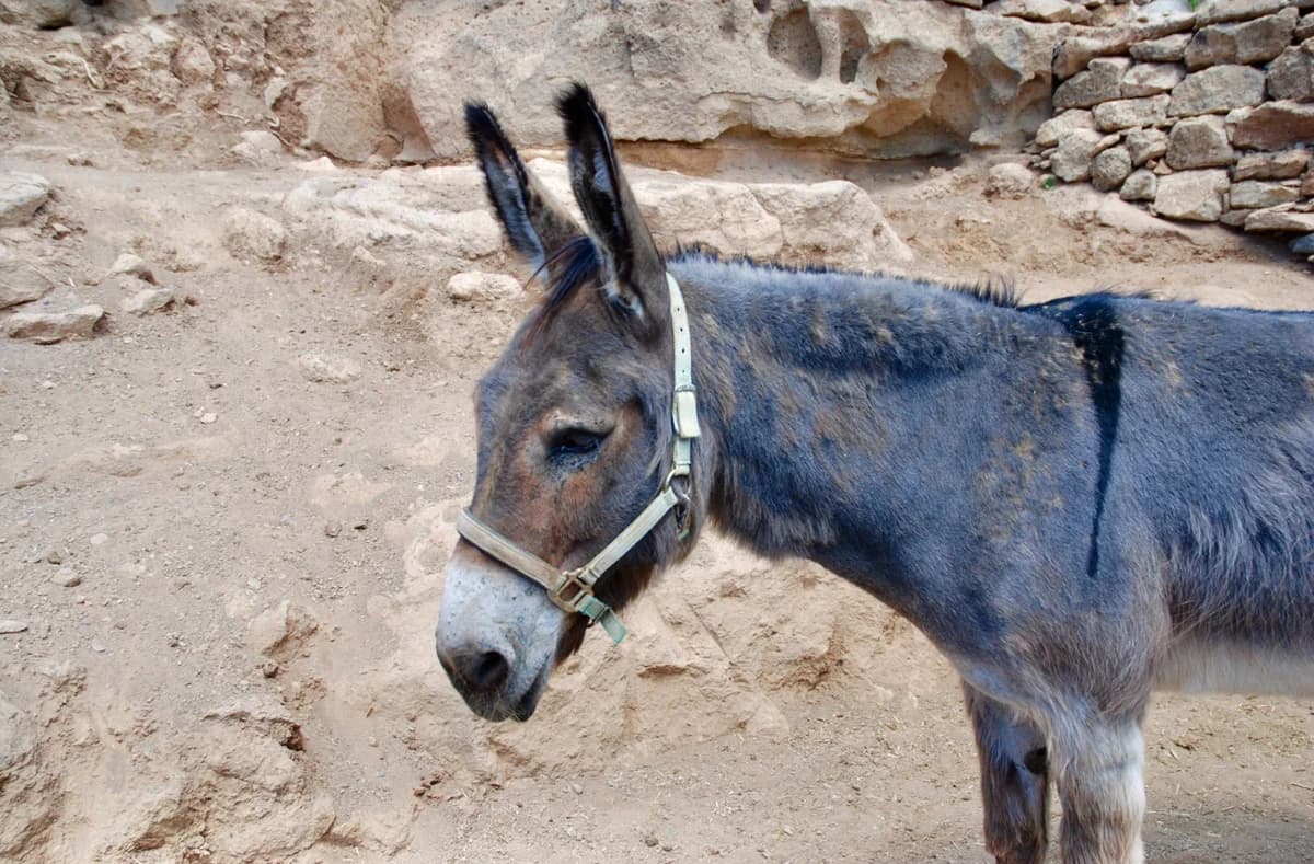 Gandalf, Mixed Breed for adoption at Tenerife Animal Sanctuary, Santa Cruz de Tenerife